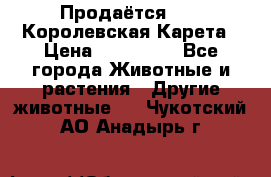 Продаётся!     Королевская Карета › Цена ­ 300 000 - Все города Животные и растения » Другие животные   . Чукотский АО,Анадырь г.